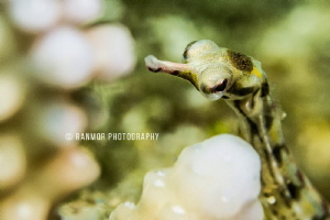 Pipefish - taken with video light. by Ran Mor 
